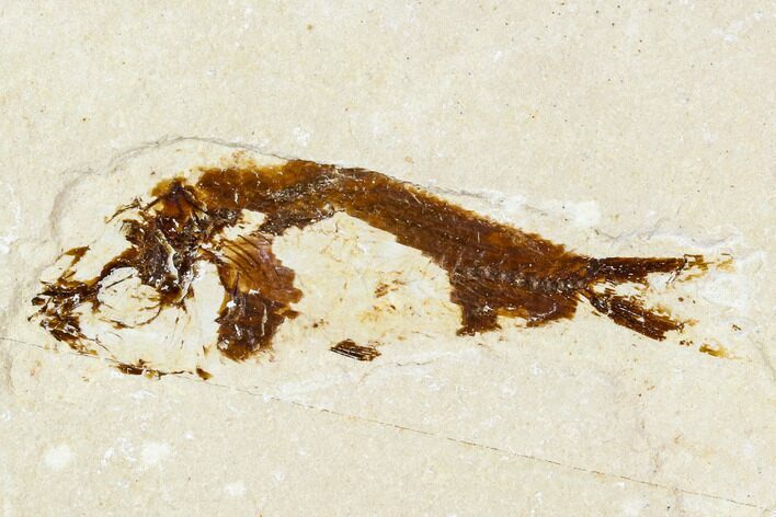 Bargain, Cretaceous Fossil Fish - Lebanon #111684
